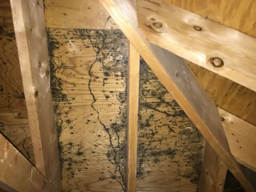 Black mold growth on wooden attic rafters and sheathing requiring professional attic mold remediation in Gastonia, NC.