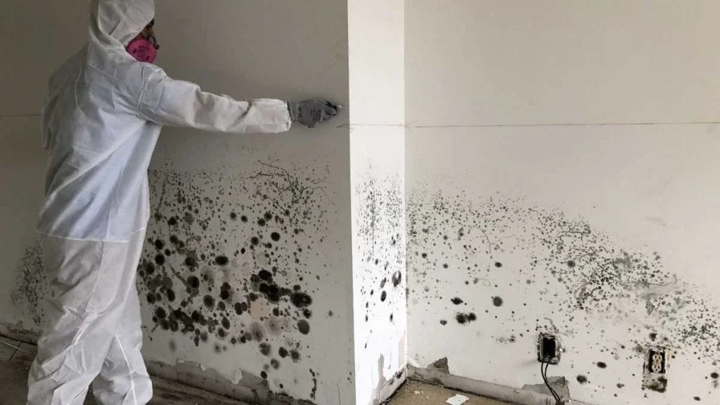 Certified specialist performing professional black mold removal in Gastonia, NC, using containment protocols to prevent spore spread.