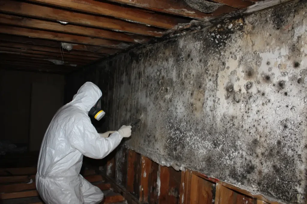 Certified technician performing residential mold remediation in Charlotte, NC, on a heavily infested basement wall.