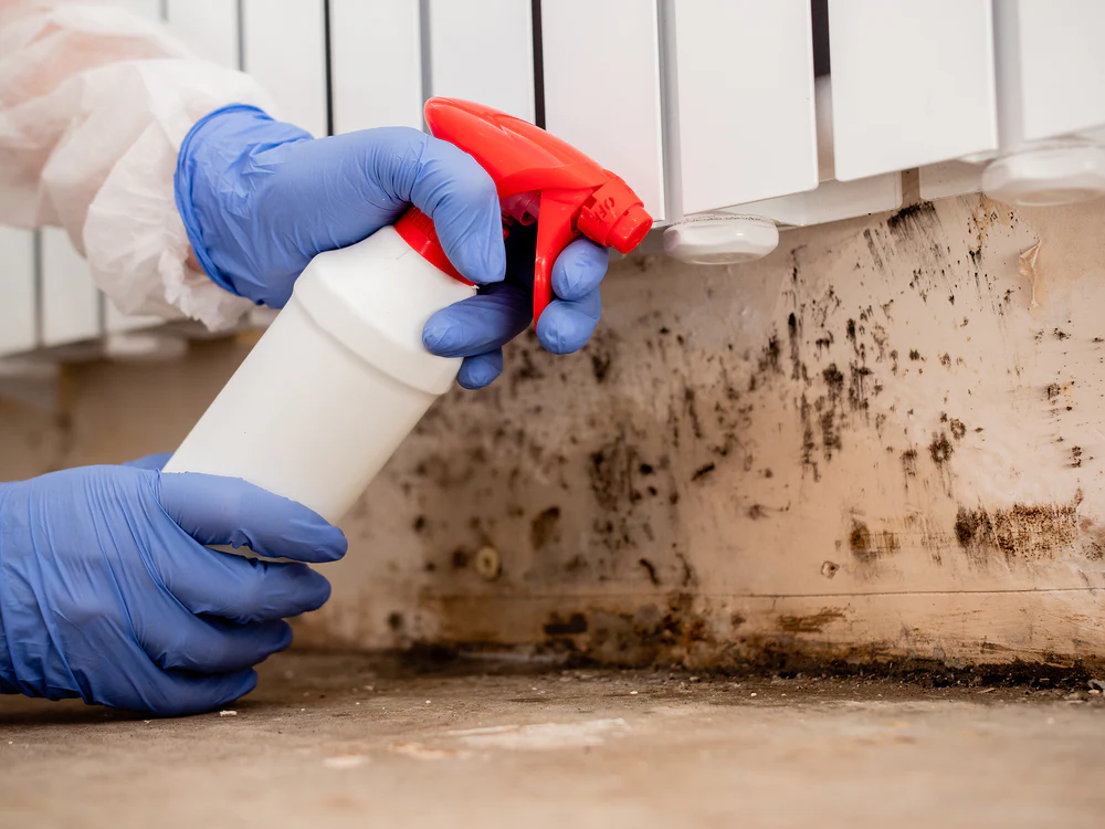 Close-up of blue-gloved hands applying an antimicrobial solution to mold-affected floorboards during an attic mold remediation project in Charlotte NC.