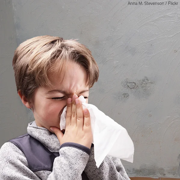 Young child in Charlotte NC sneezing due to allergic reactions caused by untreated basement mold growth.