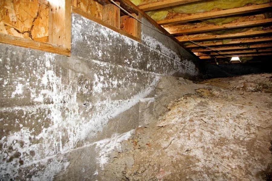 White and black mold growth on a concrete basement wall in Charlotte, NC, requiring professional mold remediation services.