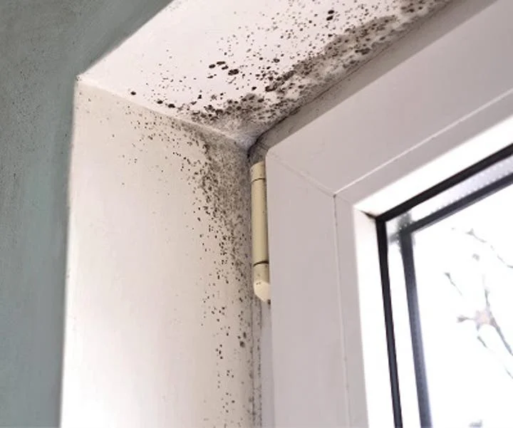 Black mold growth on a window frame requiring commercial mold remediation in Charlotte, NC.