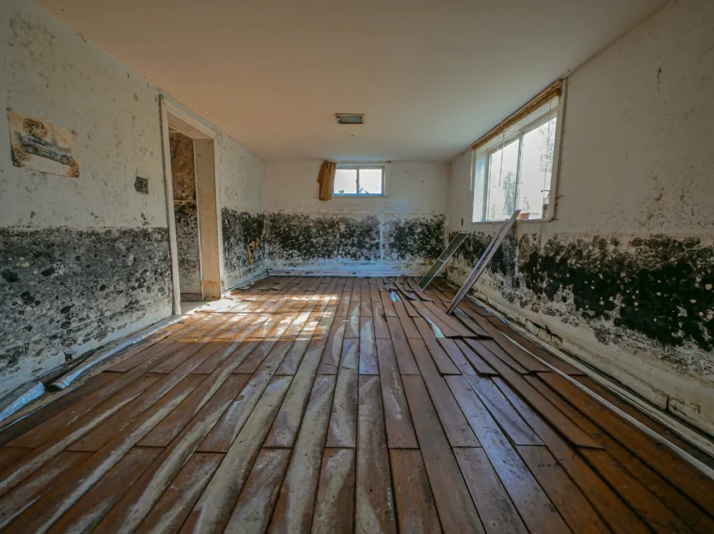 Professional basement mold remediation Charlotte NC showing extensive black mold growth on basement walls and subflooring before cleanup.