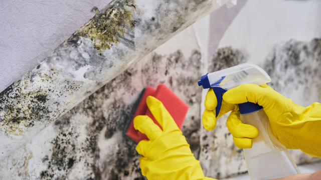 Gloved hands scrubbing active fungal growth from a wall surface as part of professional attic mold remediation in Charlotte NC.