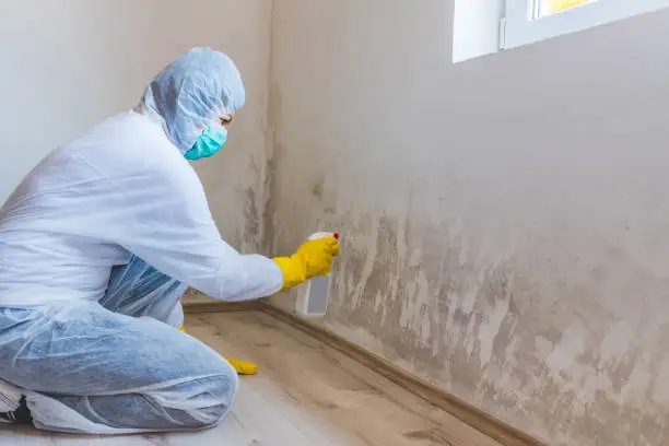 A person in a white protective suit, face mask, and yellow gloves spraying a severe wall infestation, highlighting the safety gear required for Mold Removal.