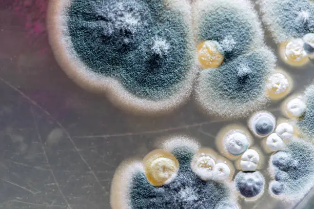 A close-up view of developing mold colonies and spores expanding on a surface, illustrating how chronic indoor condensation turns into active mold growth.