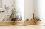 How to Prevent Mold in Charlotte, NC Black mold growth spreading along white walls and baseboards in a home, highlighting the need to learn how to prevent mold in Charlotte, NC.
