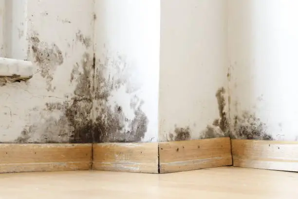 How to Prevent Mold in Charlotte, NC Black mold growth spreading along white walls and baseboards in a home, highlighting the need to learn how to prevent mold in Charlotte, NC.