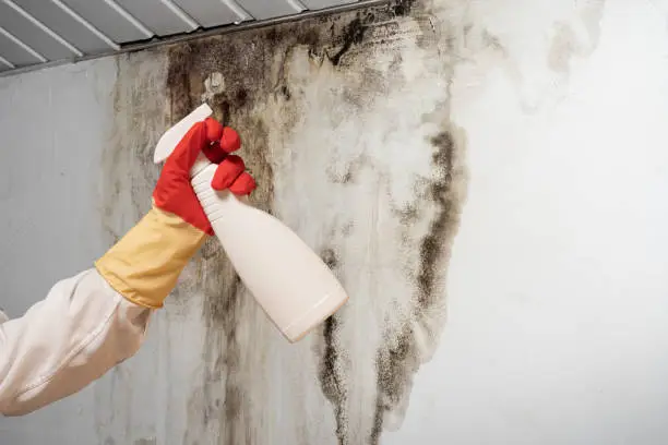 A hand in a protective rubber glove spraying a cleaning solution onto black mold growing on a wall, showing the struggle of cleaning mold without proper indoor humidity control.