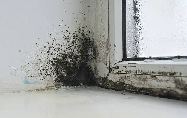 Black mold colonies growing on a wet windowsill due to persistent condensation, demonstrating the impact of Mecklenburg County's high average relative humidity patterns on indoor climates.