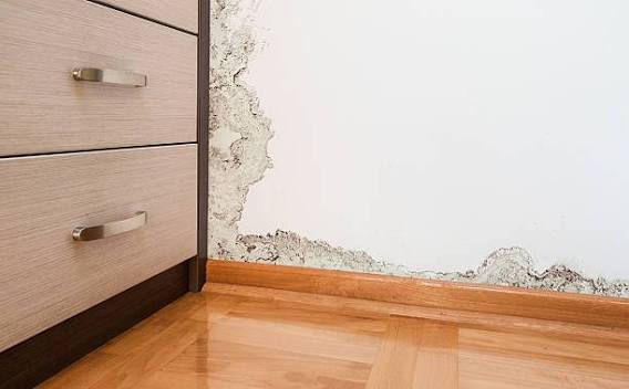 Mold growth spreading along drywall baseboards from hidden wall moisture.