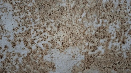 Black mold growth on drywall requiring professional mold remediation in a North Carolina home.