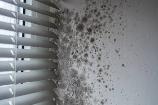 Heavy black mold growth spreading across a white wall and window blinds due to moisture buildup.
