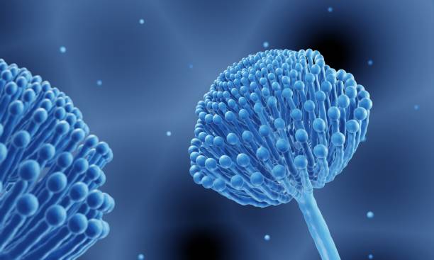 3D microscopic render of blue mold spore conidiophores emitting spores on a dark background.