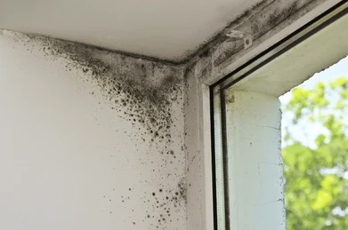 Heavy black mold infestation on drywall around window sill in a Charlotte NC home