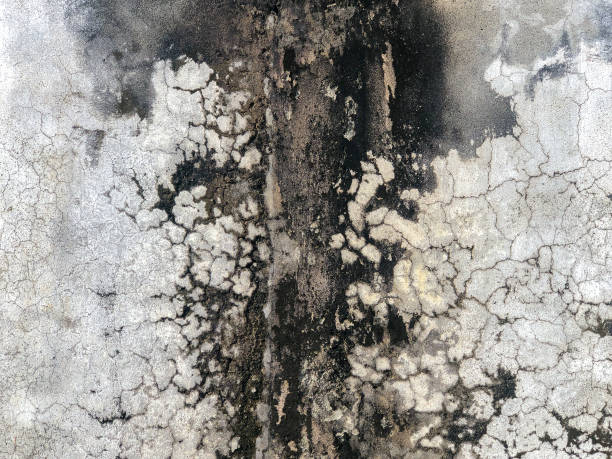 Black mold growth on drywall caused by a plumbing leak in a home.