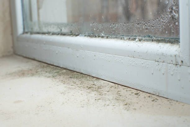 Mold growth on a white window frame caused by excess moisture and condensation.