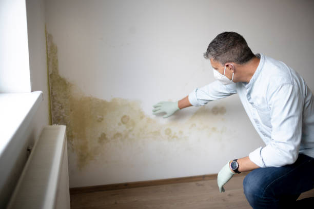 Mold remediation specialist wearing protective gloves inspecting severe mold growth on drywall.